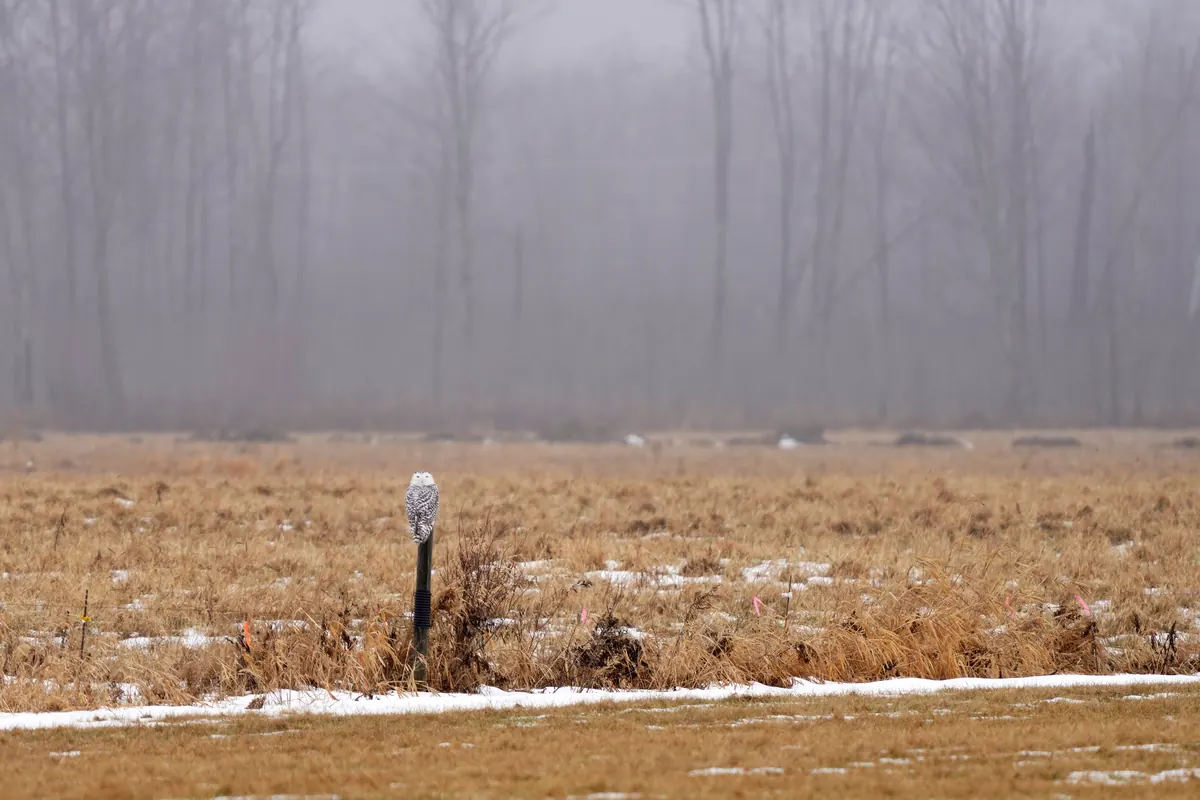 A white snowy owl perched on a short fence post in a field of tan grass with patches of snow, bare trees fading into fog behind