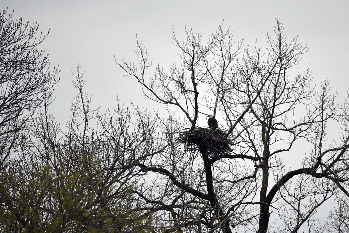 A bald eagle sitting in a large stick nest high in a bare tree against a gray sky