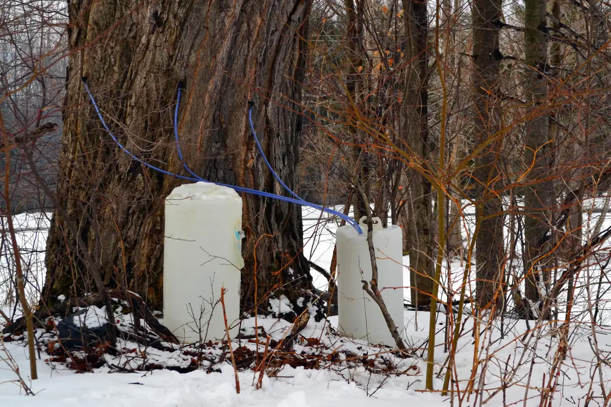 A tapped maple with blue tubing running into white jugs at its base in a snowy woodlot.