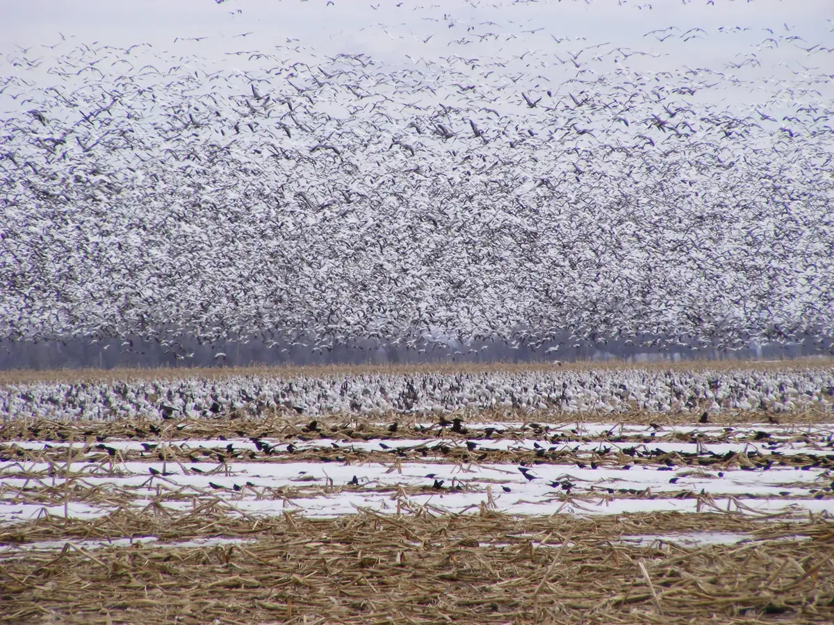 A dense cloud of white geese lifting off a snow-patched cornfield while hundreds more stand in the stubble
