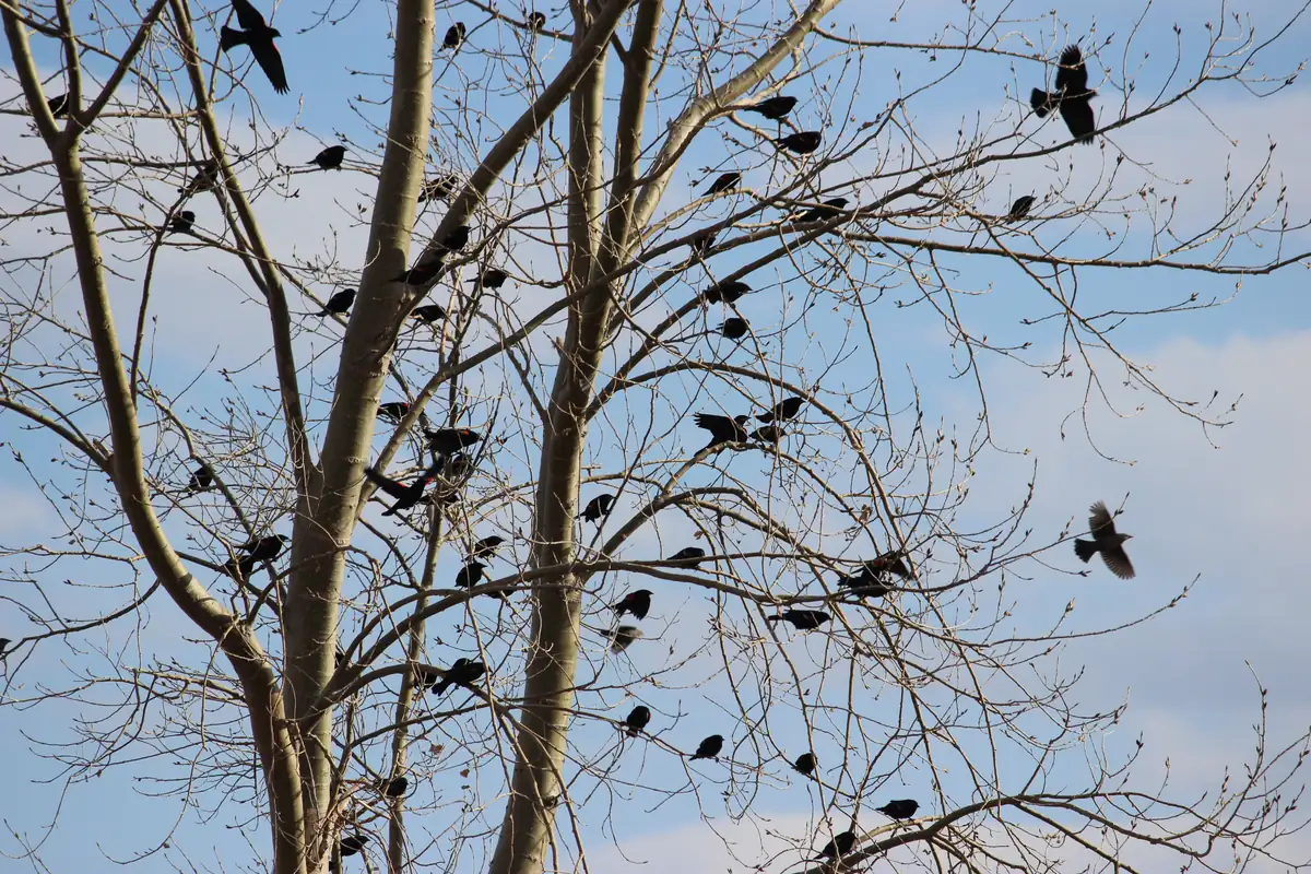 Dozens of dark blackbirds perched in the bare branches of a tall tree against a blue sky