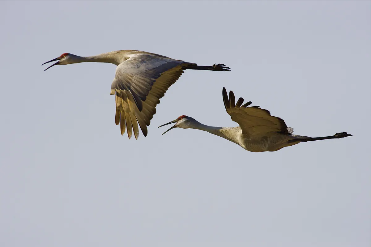 Two sandhill cranes flying with necks outstretched and bills open, calling, against a pale sky
