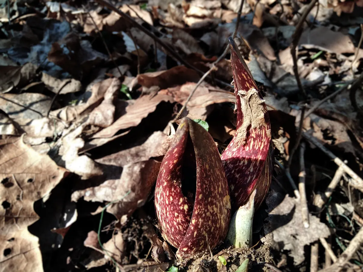 Two mottled maroon skunk cabbage hoods poking up through brown fallen leaves in low sunlight