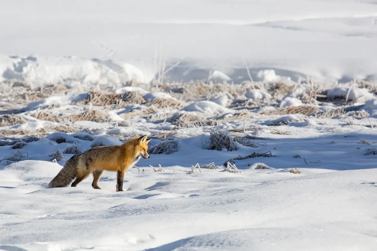 A red fox with a thick winter coat walking across deep snow and frosty grass.