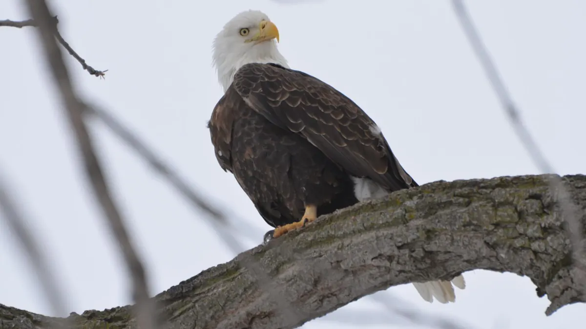 An adult bald eagle perched on a thick bare branch, looking toward the camera, with a white overcast sky behind