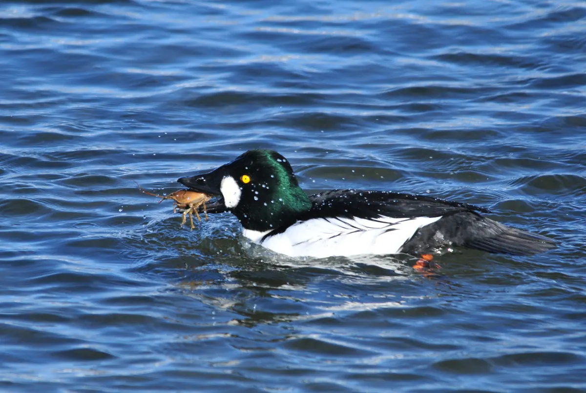 A male common goldeneye with a green head and white cheek spot swimming on rippled blue water.