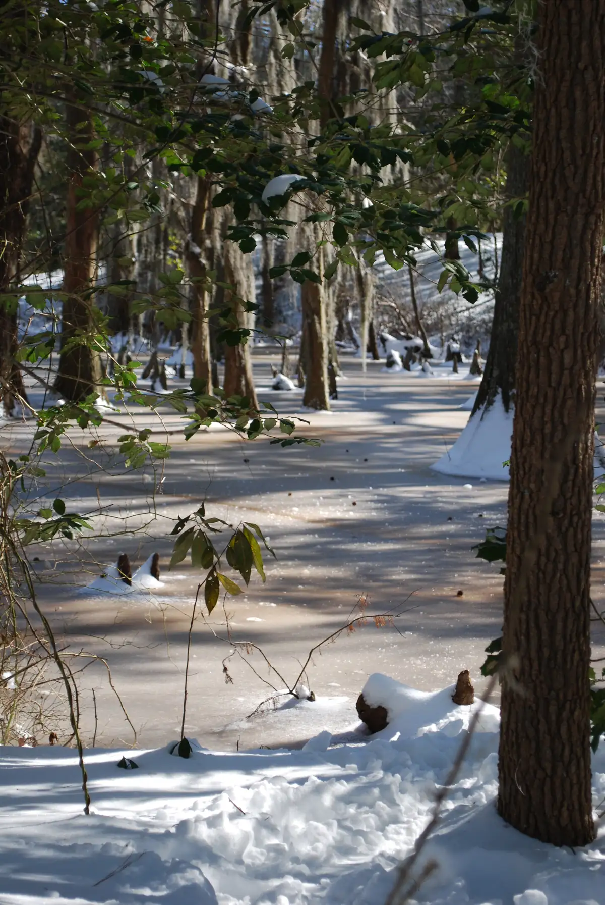 Tall bald cypress trunks and knobby cypress knees standing in a frozen swamp under fresh snow, with low sun casting long shadows