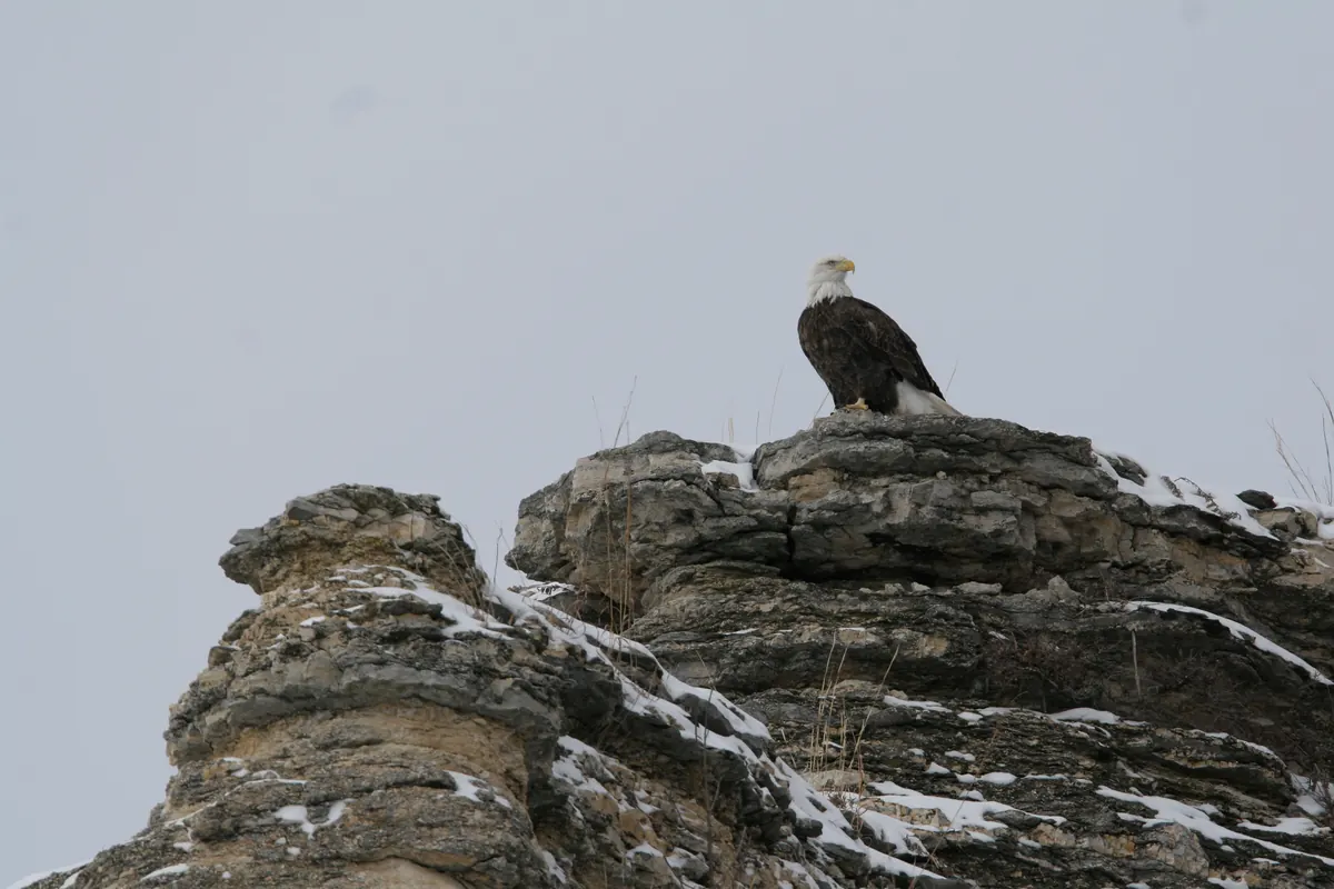 An adult bald eagle with a white head perched on top of a snow-dusted limestone outcrop against a pale gray winter sky