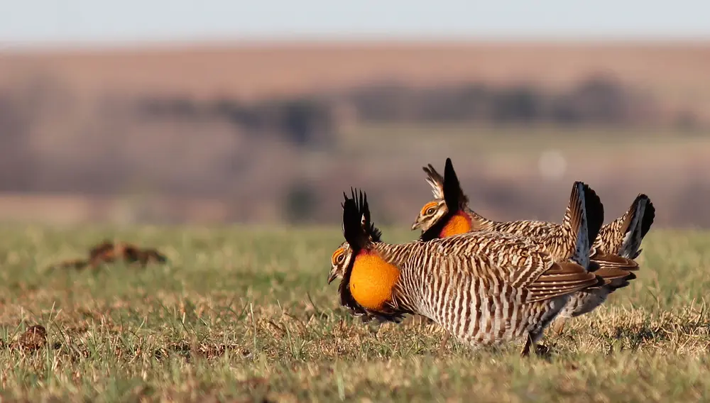 Several male greater prairie-chickens on a grassy booming ground with orange neck sacs inflated