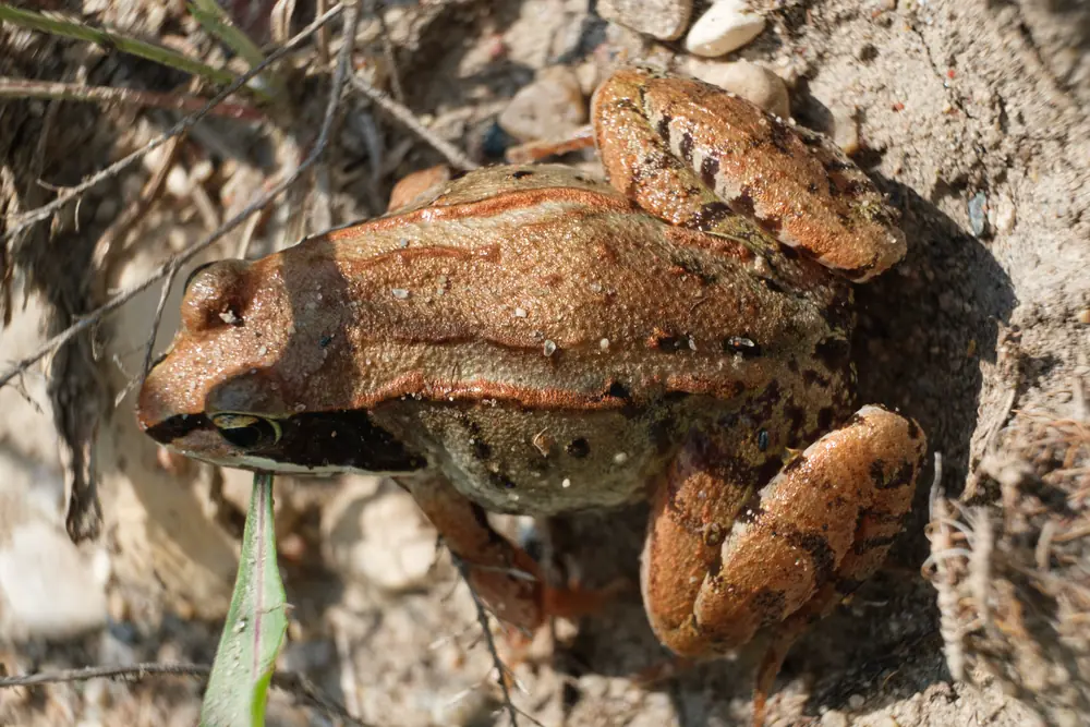 A tan wood frog with a dark eye mask sitting on wet leaf litter