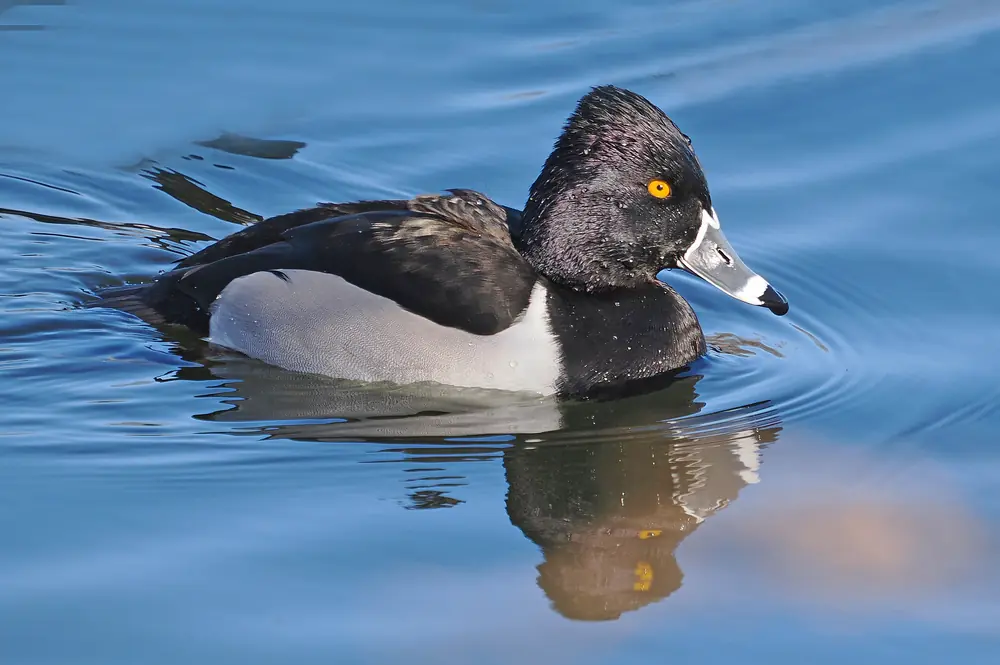 A male ring-necked duck swimming on open water, dark back and gray flanks with a white band on the bill