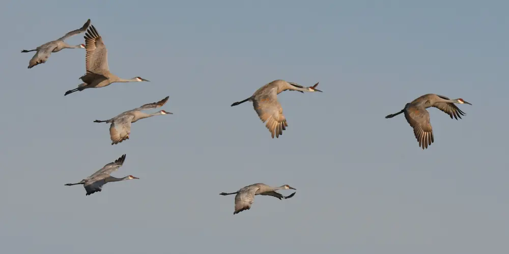 A group of sandhill cranes flying with necks and legs stretched out against a pale sky