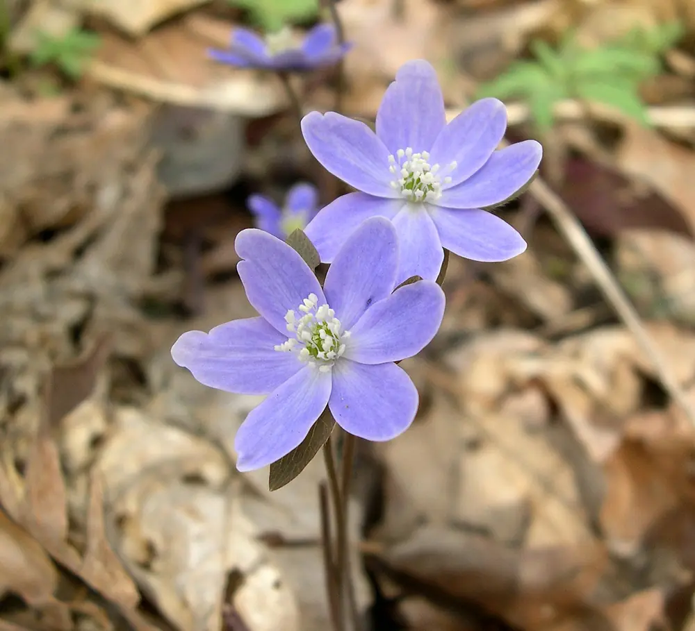 Clusters of pale sharp-lobed hepatica flowers among last year's brown leaves on a woodland floor