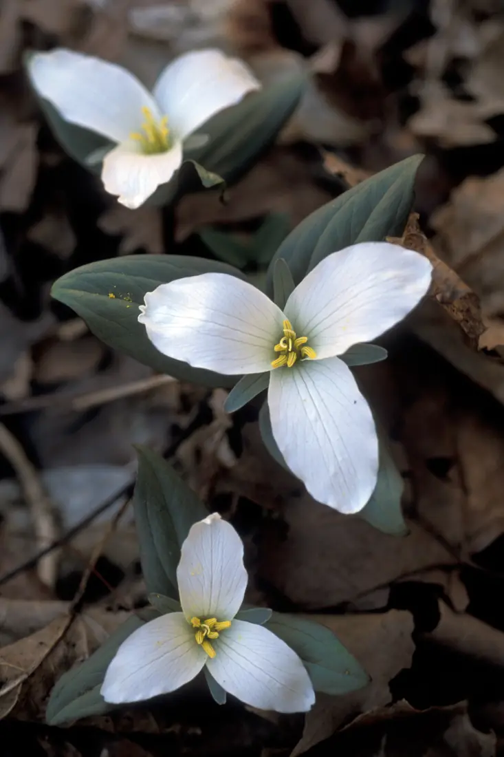 Three small white snow trillium flowers in bloom close together near the ground