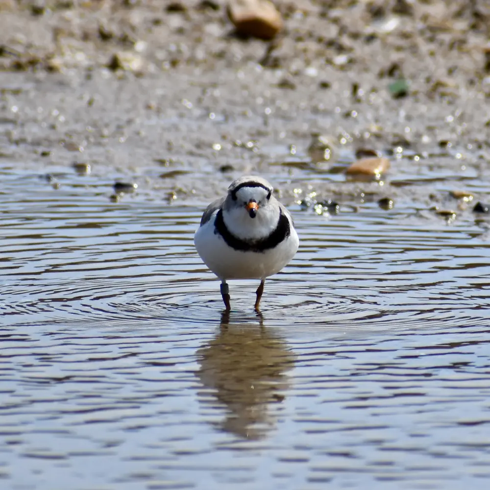 A piping plover with a black neck band stands in shallow water on a beach