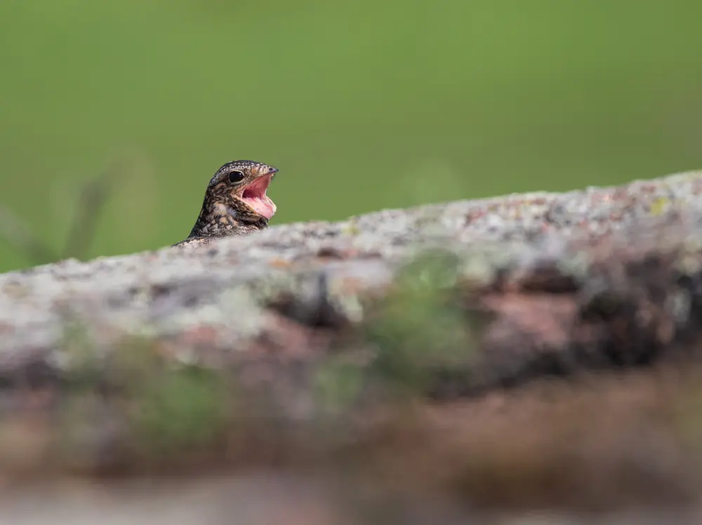 A mottled brown common nighthawk sits motionless on its nest on bare ground