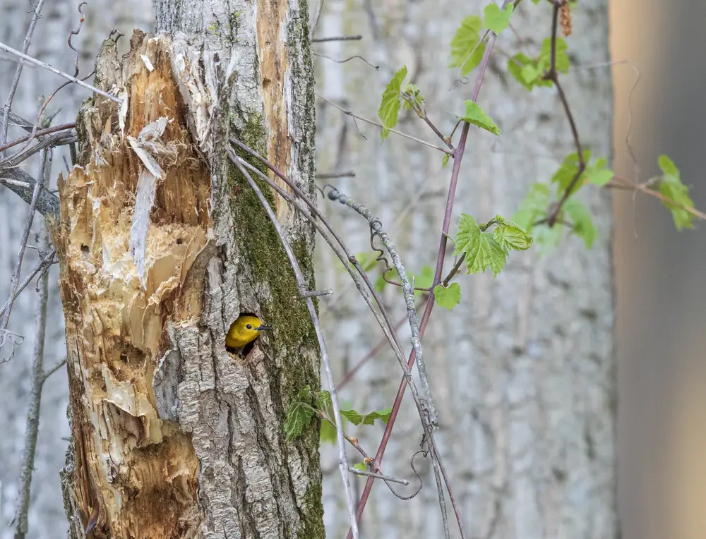 A bright yellow prothonotary warbler with gray wings perches on a branch