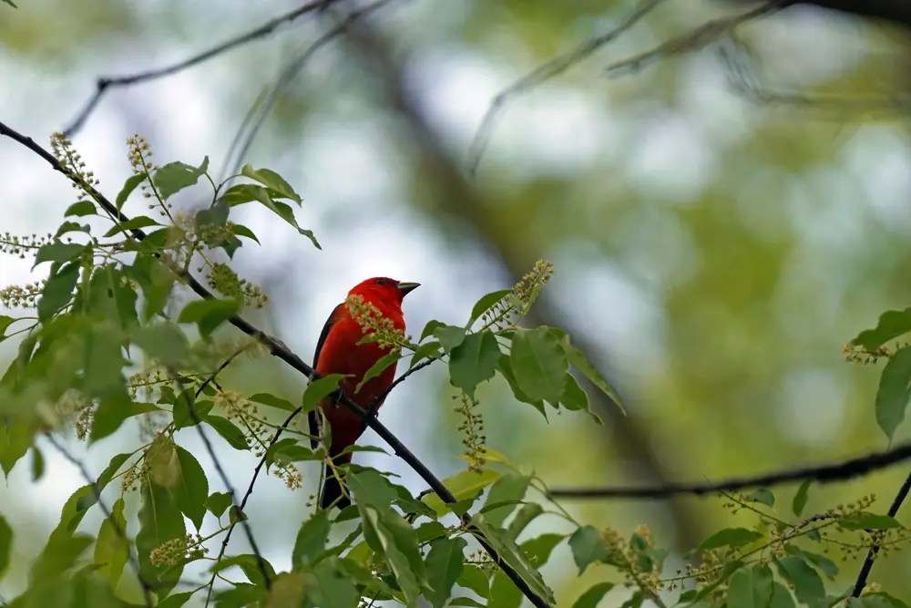 A bright red male scarlet tanager with black wings perches in a leafy tree