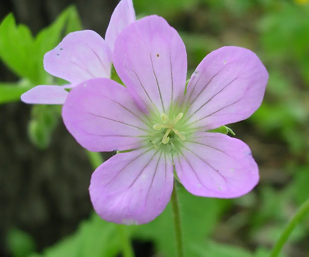 Pink-lilac wild geranium flowers above lobed leaves in woodland