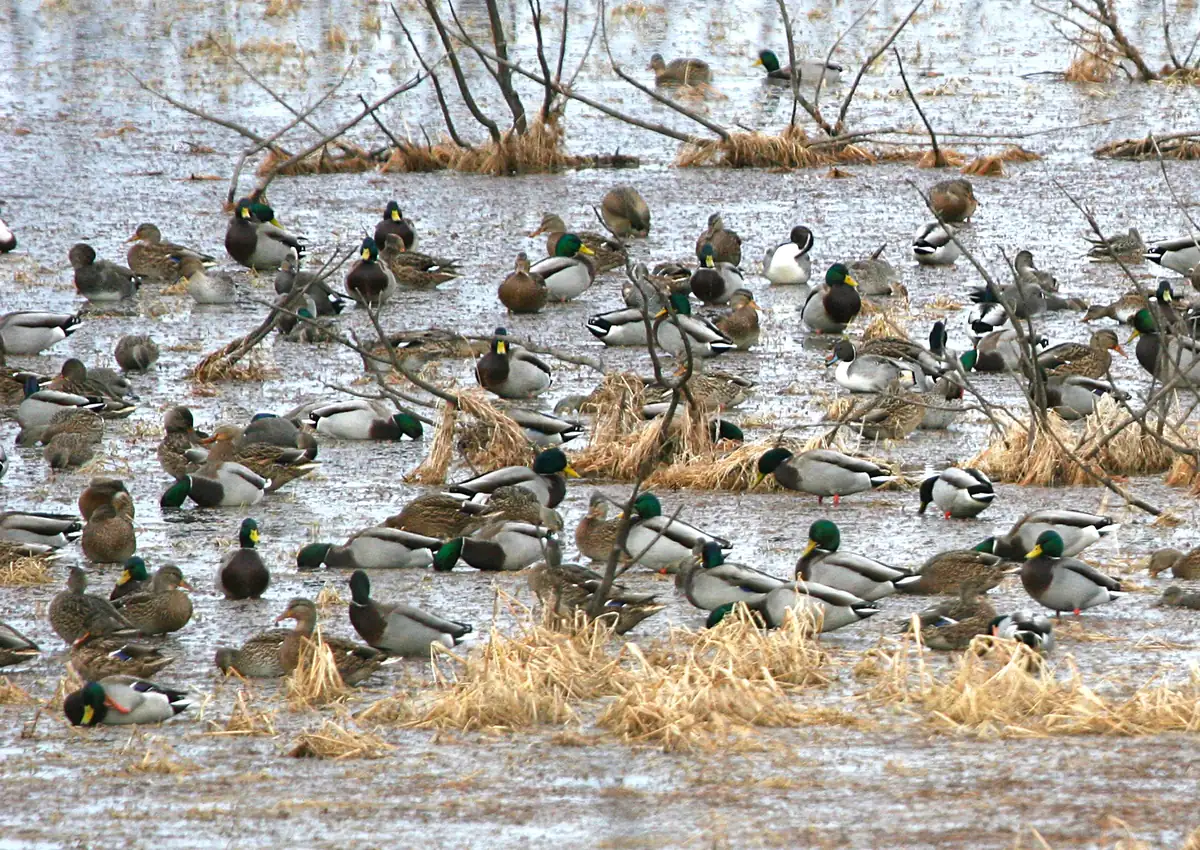 Dozens of mallards and northern pintails resting in shallow water among tufts of tan marsh grass and bare branches