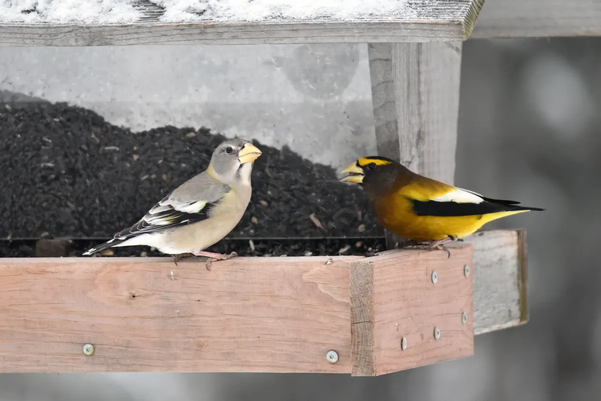 A gray female and a yellow, black and white male evening grosbeak with thick pale bills on a wooden feeder full of black sunflower seed