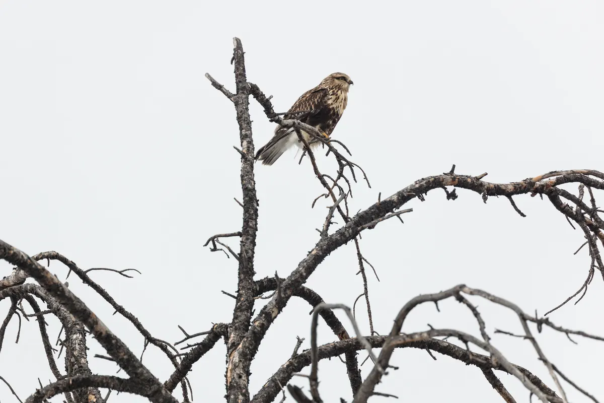 A brown and cream hawk with a pale tail perched at the top of a bare, dead tree against a white sky
