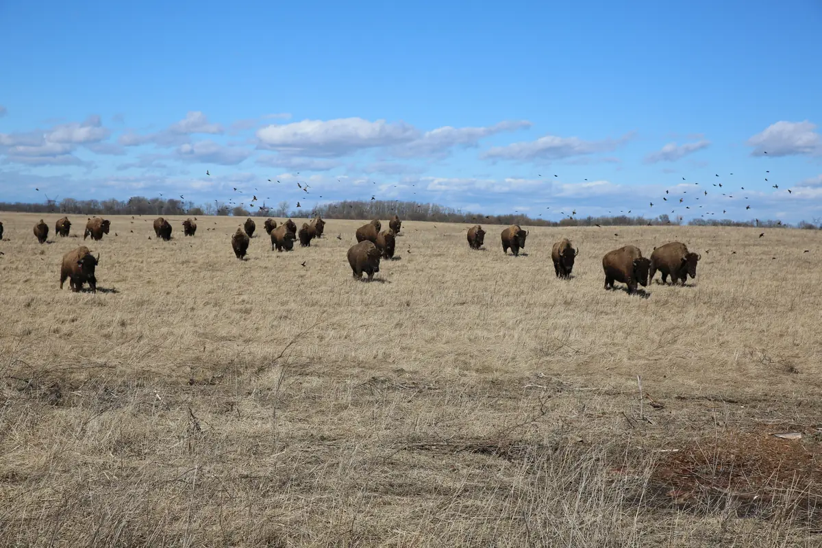 A herd of bison walking across a tan grassland under a blue sky with a flock of birds overhead