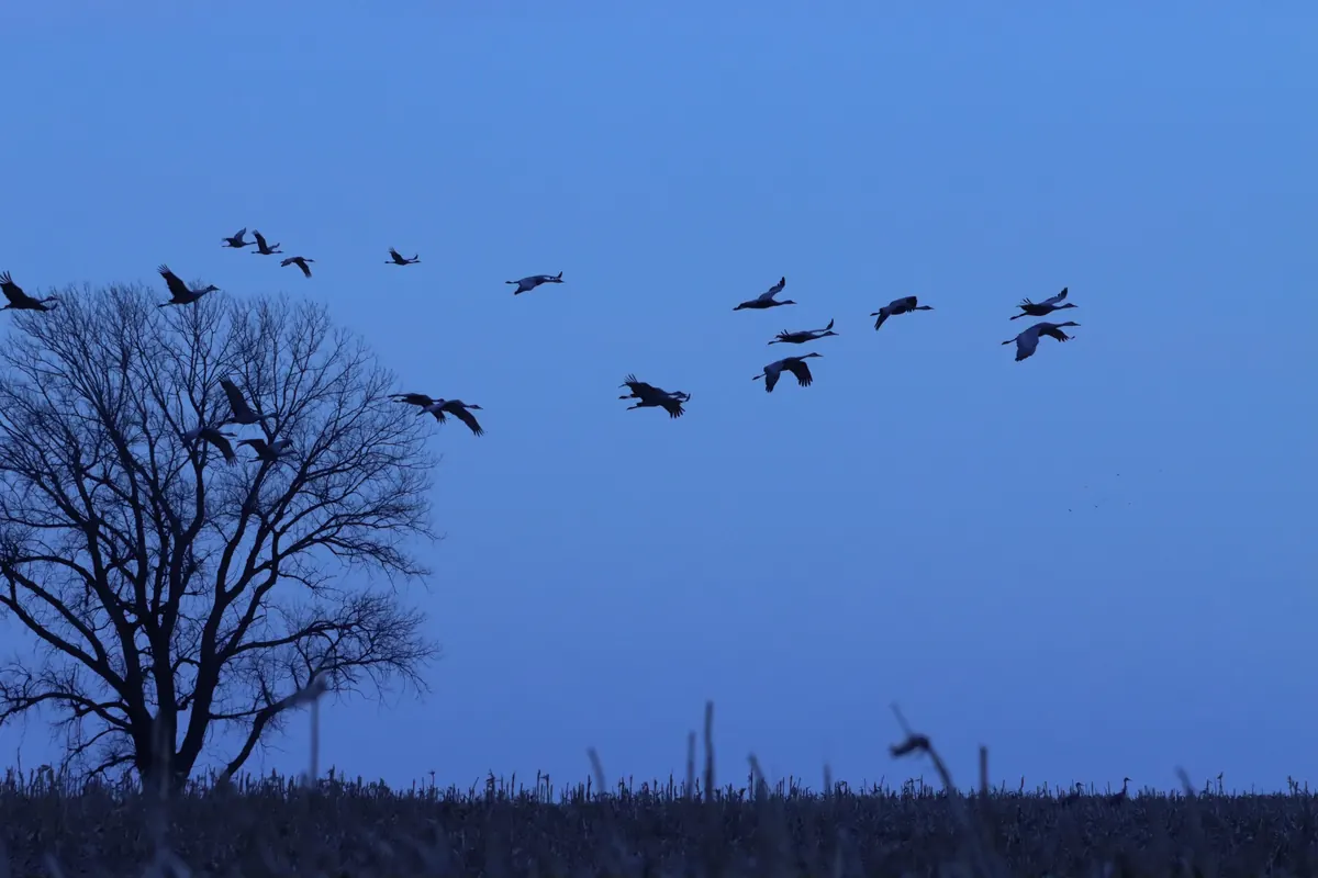A loose flock of sandhill cranes with long necks and legs outstretched flying past a bare tree against a deep blue dusk sky