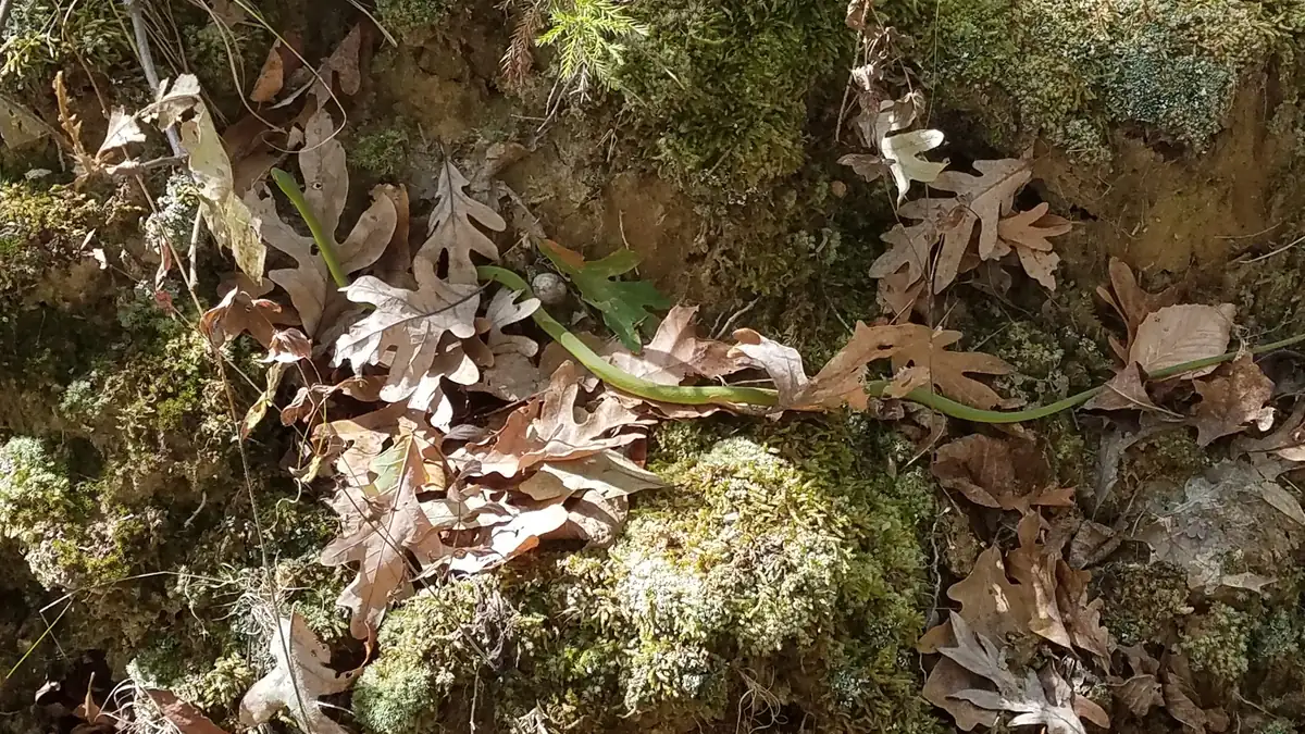 A slender bright green snake stretched across moss and dry brown oak leaves on a rock face