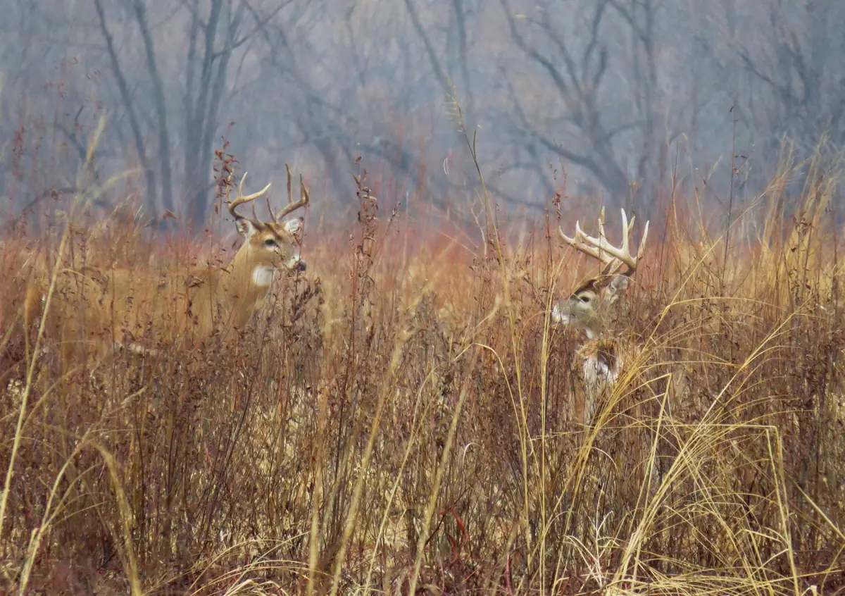 Two antlered white-tailed deer bucks standing in tall tan grass with bare trees behind them