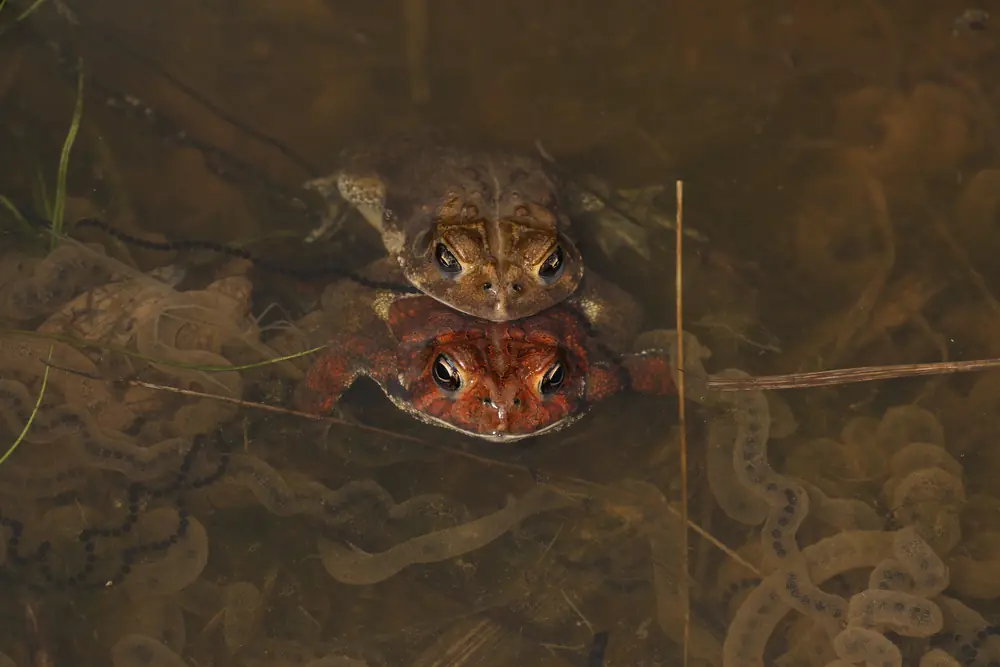 A brown warty American toad sitting on the ground among leaves.
