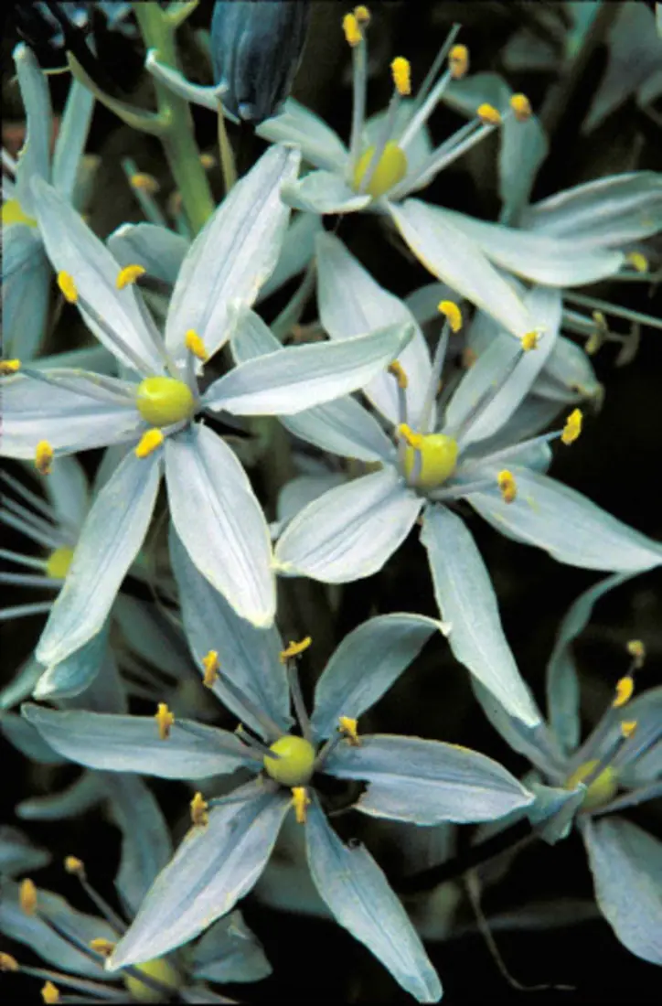 A spike of pale blue-violet star-shaped wild hyacinth flowers rising above grass-like leaves.