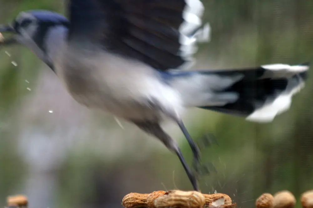 A Blue Jay in flight with wings spread, showing blue, black and white wing and tail markings against a pale background.
