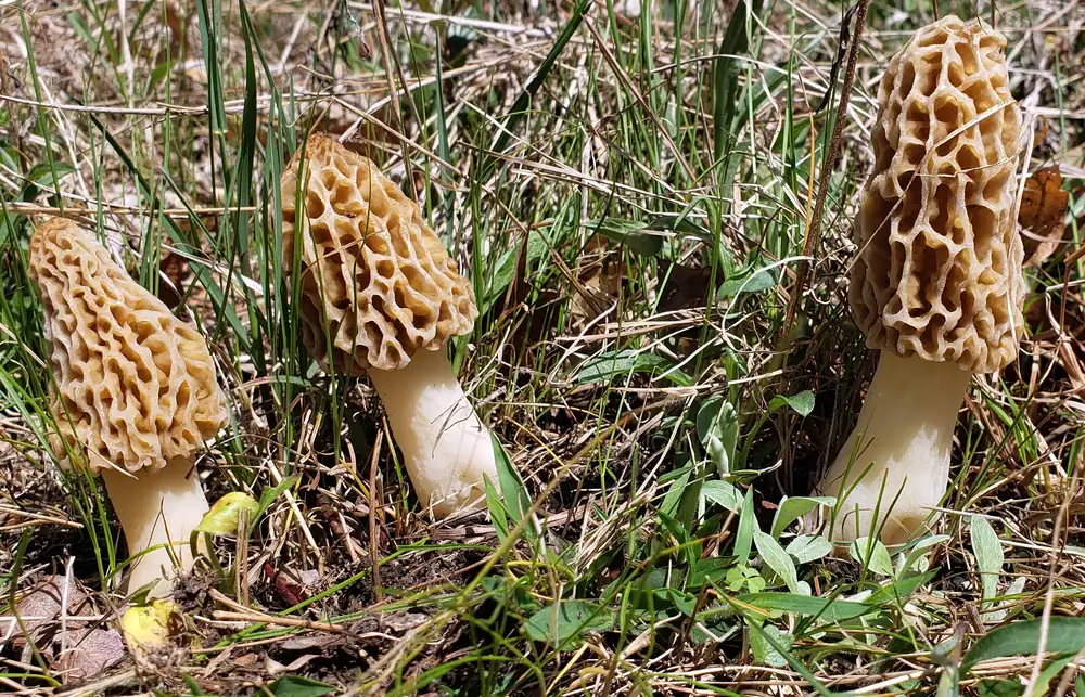 A pale tan morel mushroom with a honeycomb-patterned cap standing among leaf litter on the forest floor.