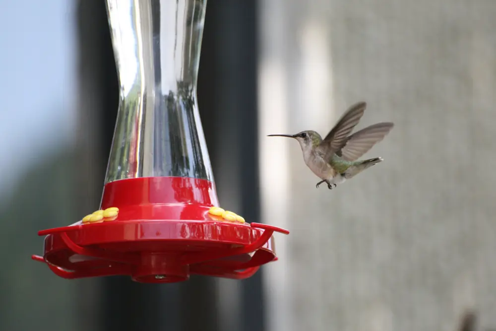 A ruby-throated hummingbird hovering beside a sugar-water feeder with its wings blurred.
