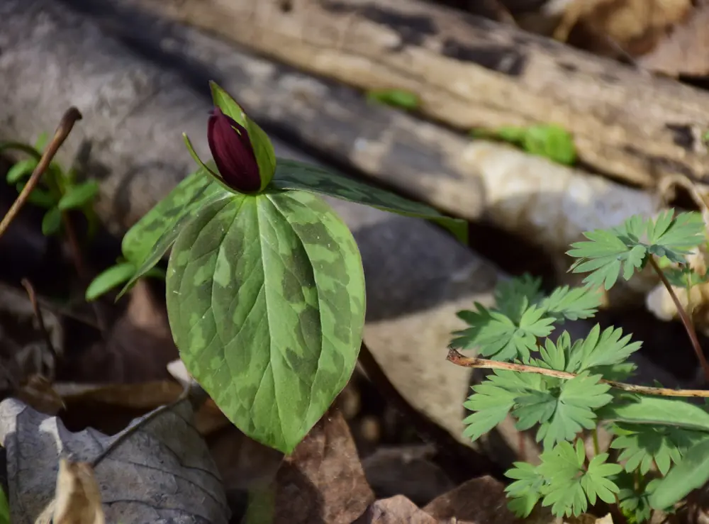 A trillium with three mottled green leaves and a dark maroon flower bud sits among fallen logs and feathery leaves on a woodland floor
