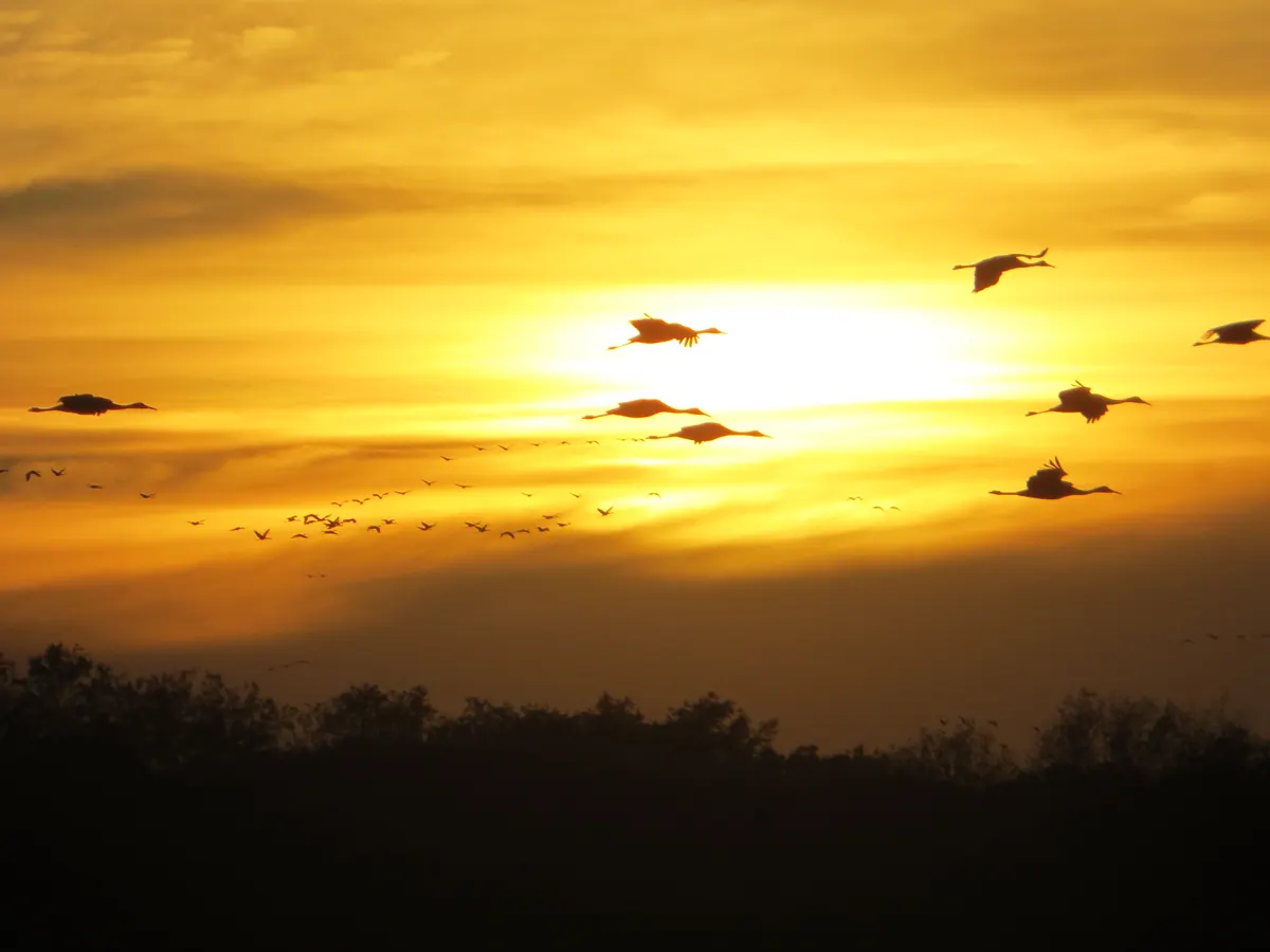 Sandhill cranes with outstretched wings flying across a blazing yellow sunset above a dark line of trees.
