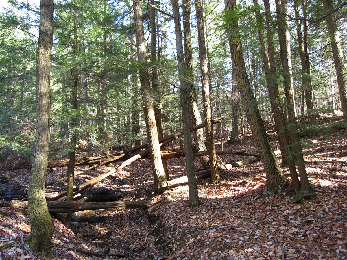 Tall, straight evergreen trunks rising from a forest floor of brown fallen leaves and logs in late autumn.