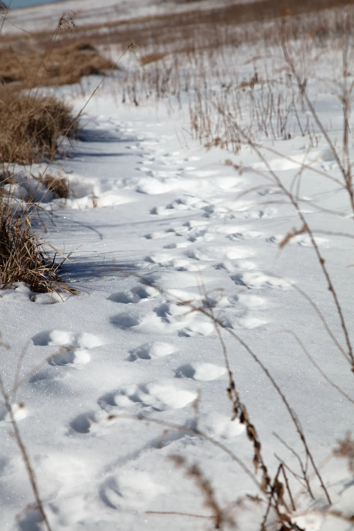 A line of small, evenly spaced animal footprints crossing smooth snow between tufts of dry brown grass.