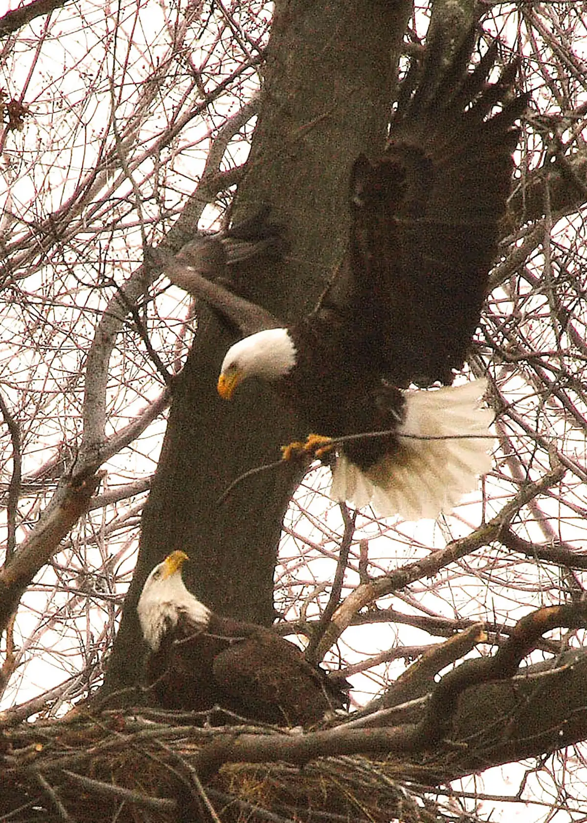 Two bald eagles at a stick nest in a bare tree, one landing with a stick in its talons while the other sits low in the nest.
