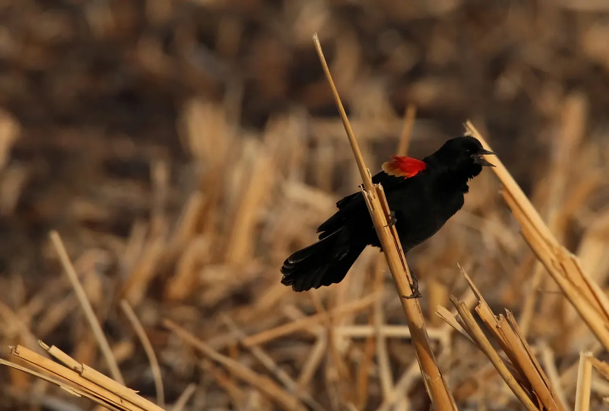 A black male red-winged blackbird with a red shoulder patch clinging to a broken dry cattail stalk among dead brown reeds