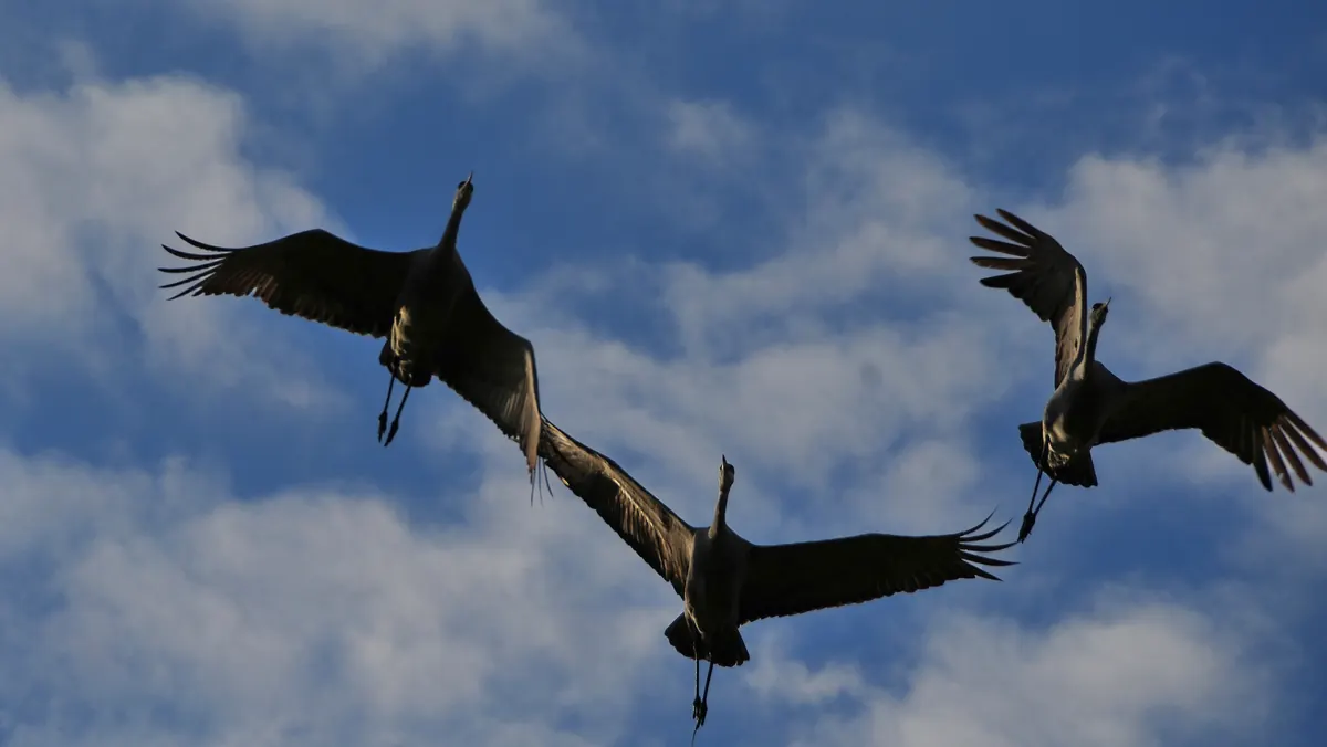 Three sandhill cranes in dark silhouette with wings spread against blue sky and white clouds.