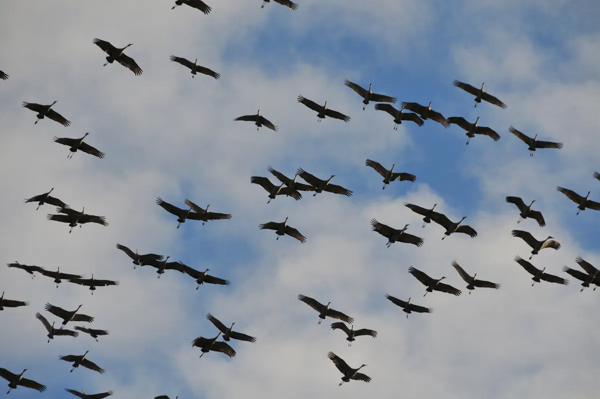 A large flock of sandhill cranes in flight with wings raised against a cloudy blue sky.