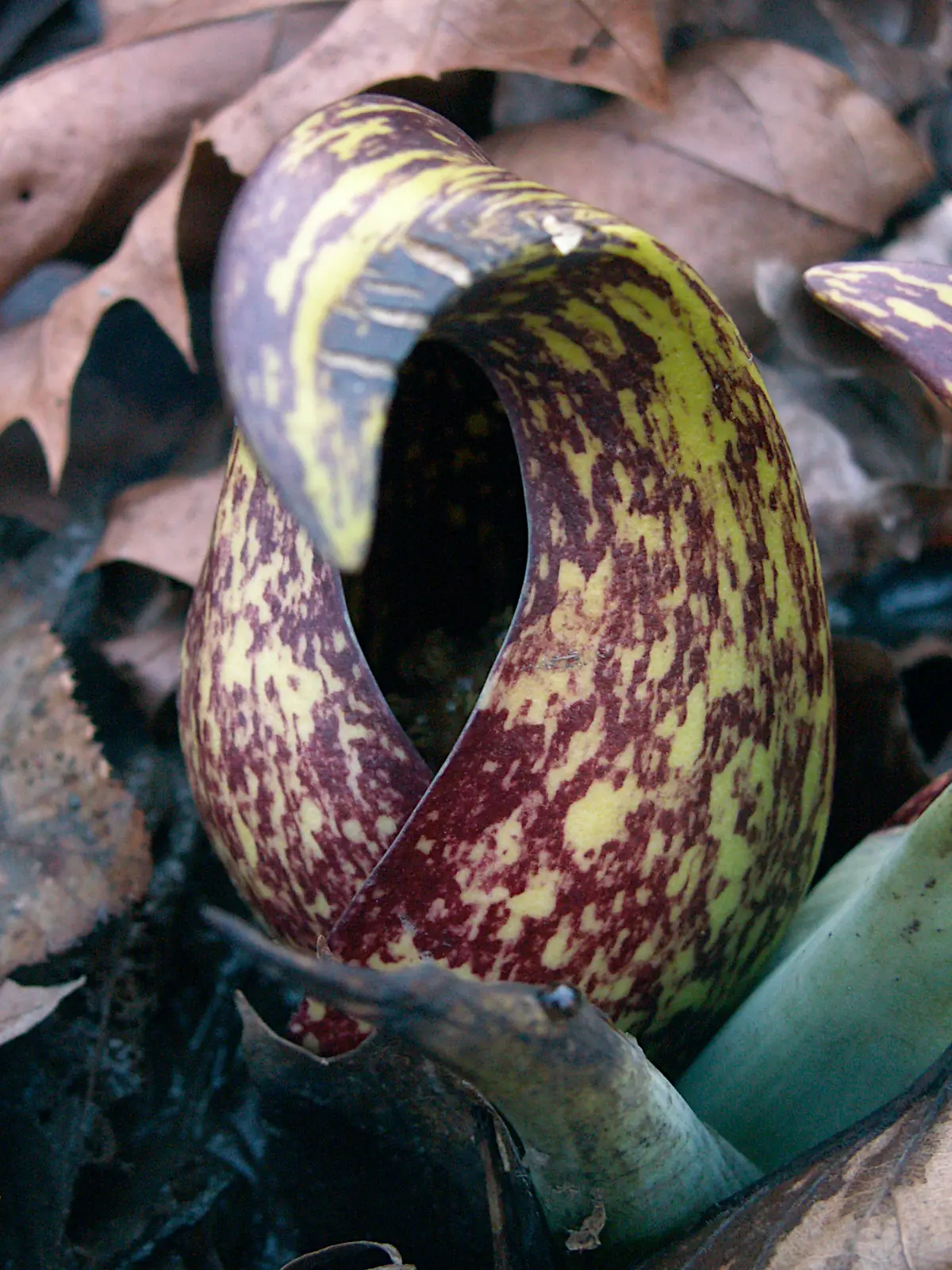 A hooded, mottled maroon and yellow-green skunk cabbage spathe rising from wet ground among brown fallen oak leaves
