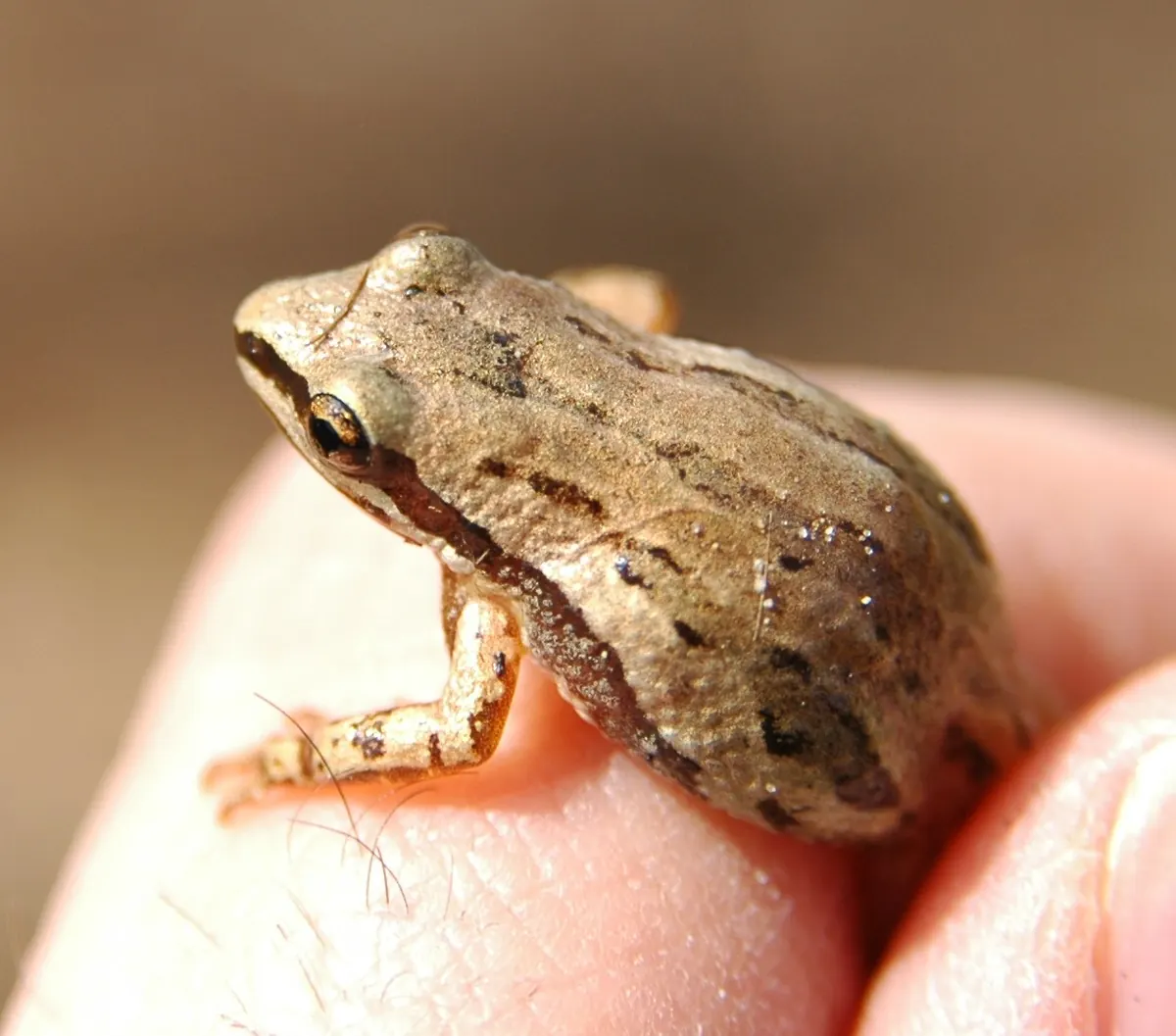A tiny tan western chorus frog with dark stripes through the eye and down the back, sitting on a person's fingertip
