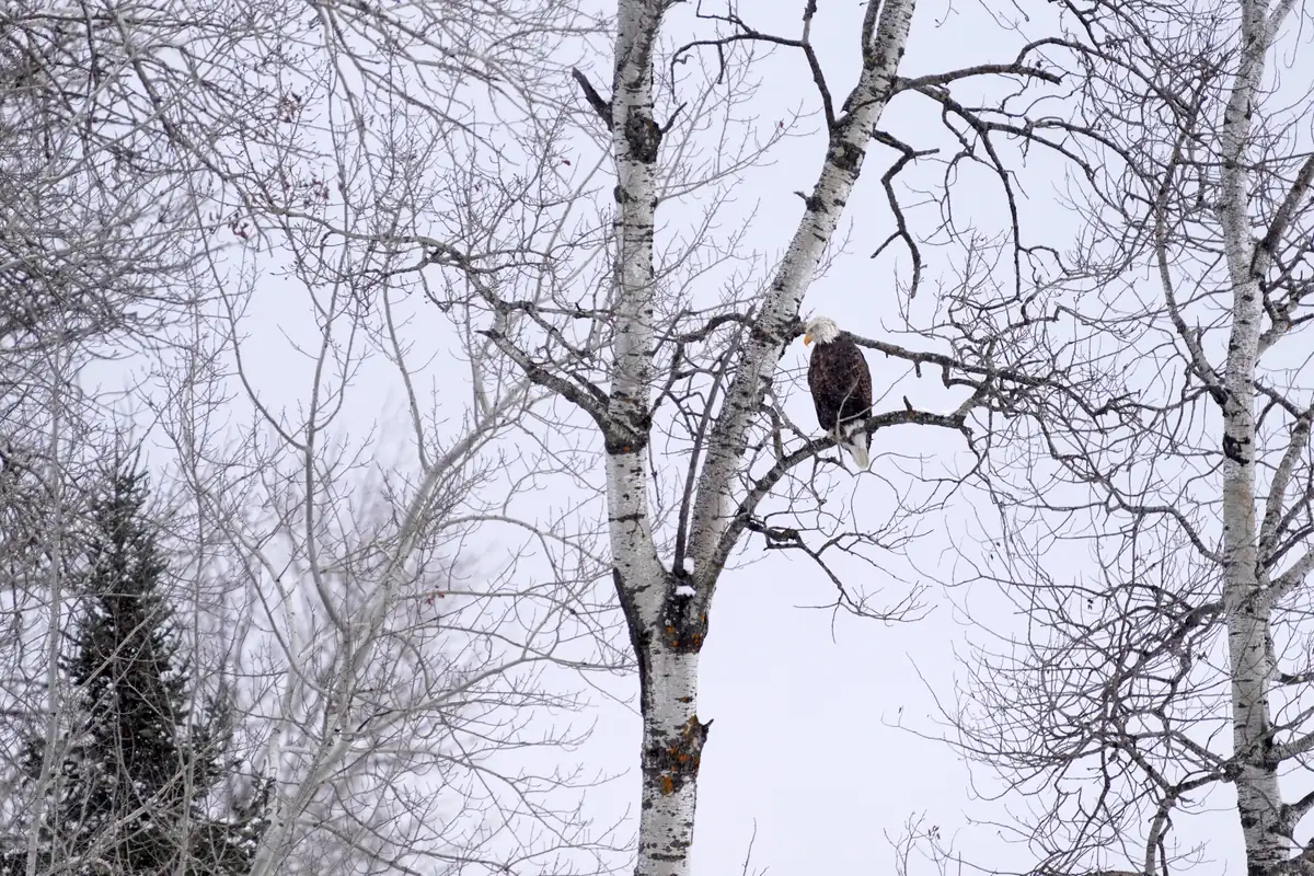 An adult bald eagle with a white head perched on a bare branch among leafless birch trees under a pale winter sky