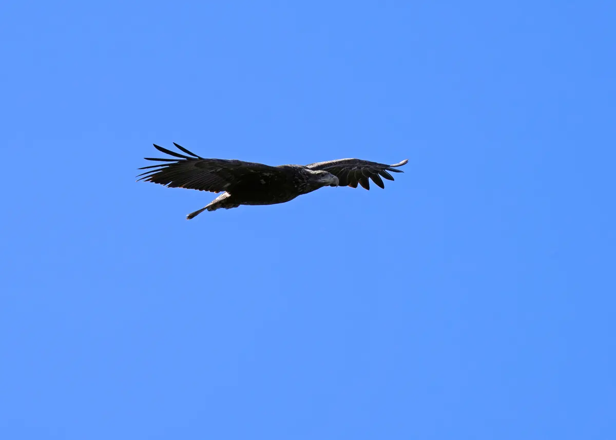 A dark brown immature bald eagle soaring with wings spread against a clear blue sky