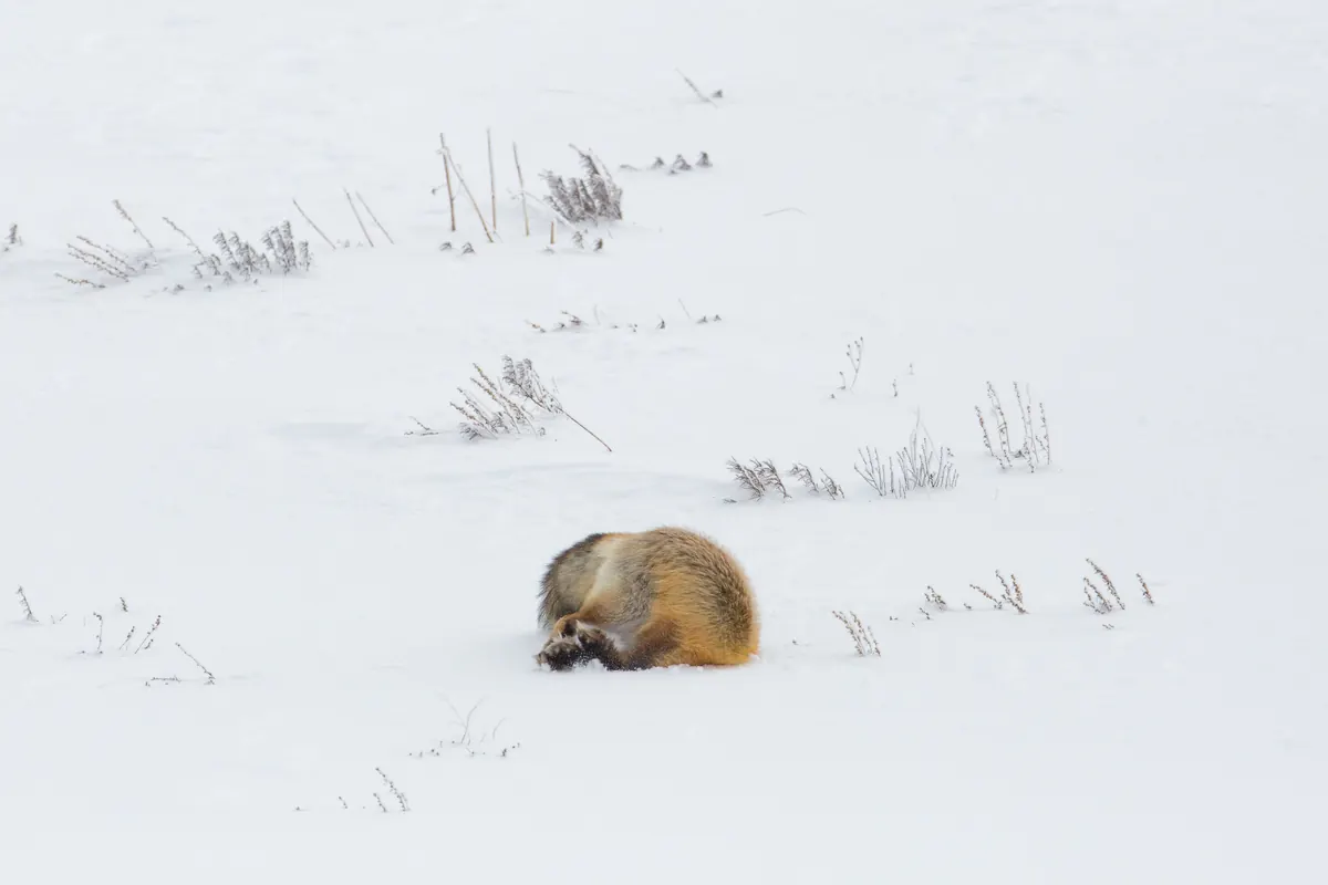 A red fox in deep snow with its head buried as it digs for prey.
