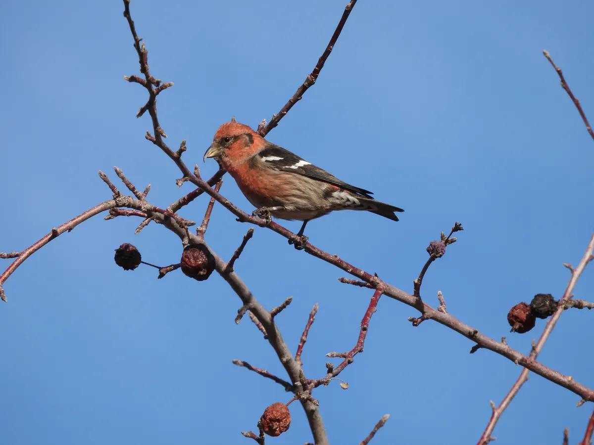 A white-winged crossbill with a red head and two white wing bars perched on a bare twig against blue sky.