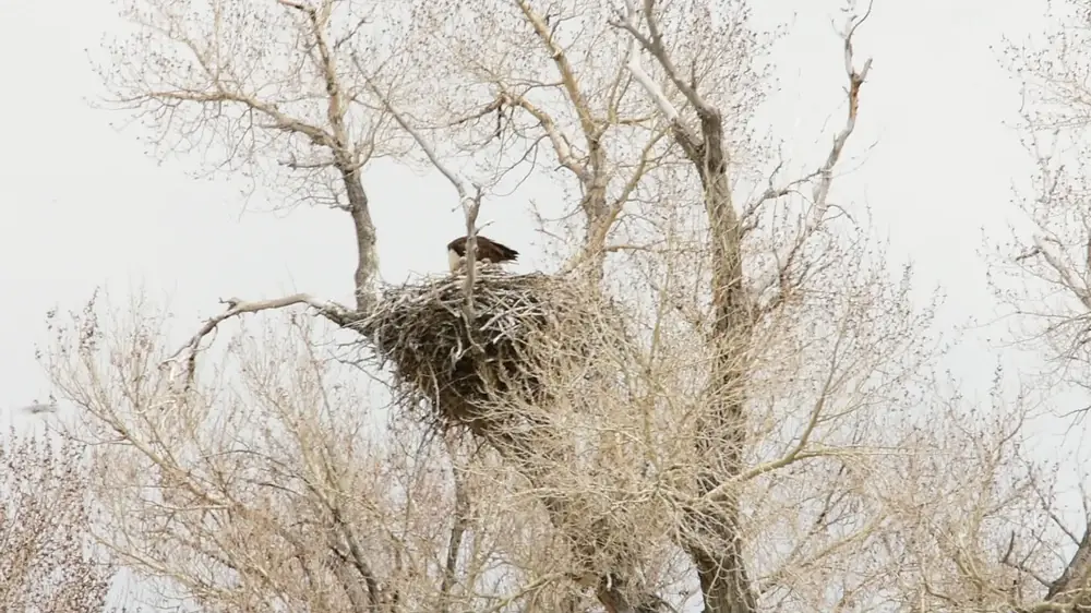 An adult bald eagle leaning over a stick nest feeding two fluffy gray eaglets.
